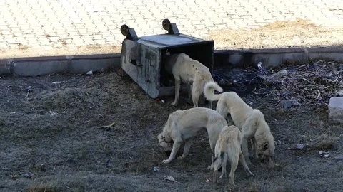 Dogs knocking over the litter box feed on garbage, hungry stray dogs looking  Stock Footage 166401608