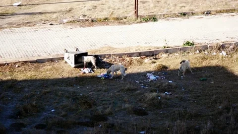 Dogs knocking over the litter box feed on garbage, hungry stray dogs looking  Stock Footage 166402098