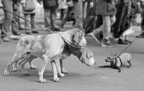 Dogs on the leash. Foto stock