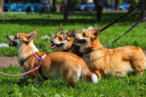 Dogs on a leash Stock Photos