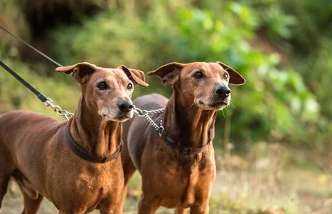 Dogs on a leash Stock Photos