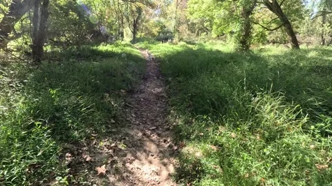Dogs off leash walking on hiking trail Stock Video Pond5 - Main Image