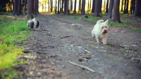 Dogs on a leash in the woods Stock Footage 45167525