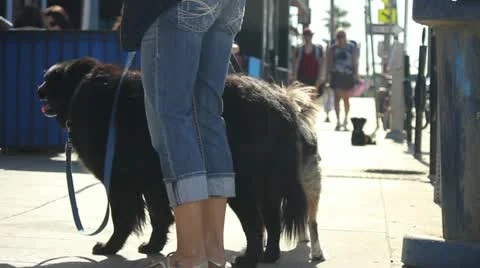 Dogs on Leashes Stock Footage 11441528