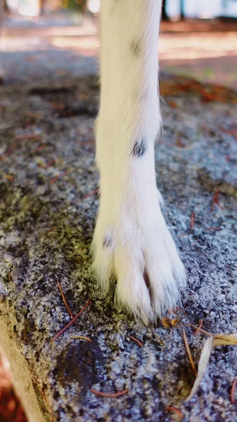 Dog's left paw on a stone table in a park with trees Видео 280475783