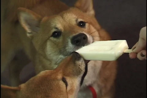 Dogs Lick Popsicles Stock-Footage 297422