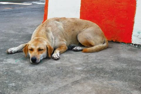 Dogs lie down on the ground of Siemens. Because of drowsiness and boredom. Stock Photos
