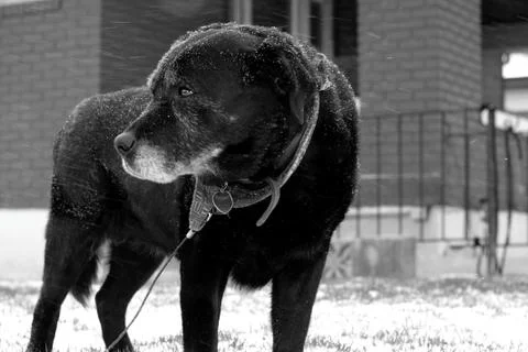 Dog's Life 写真素材