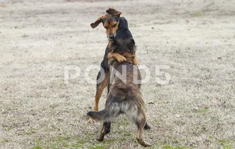 Dogs look like they are dancing, funny dogs playing Stock Photos