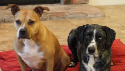 Dogs looking around Stock Footage 1101924