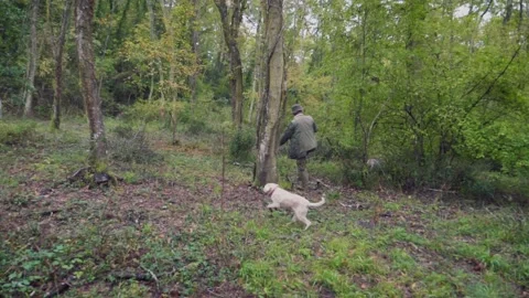 Dogs looking for truffles in the forest. Truffle hunting.  Slow motion Stock Footage 136494452