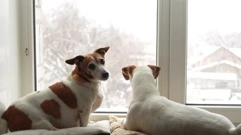 Dogs looks out the window at falling snow. Stock Footage 293226574