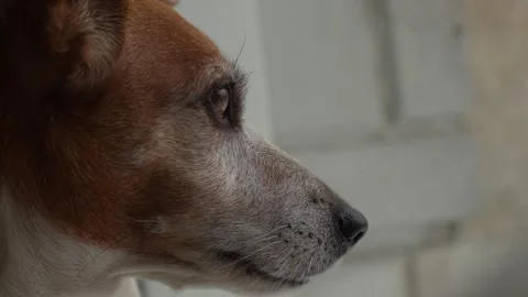 Dogs looks out the window at falling snow. Stock Footage 293226960