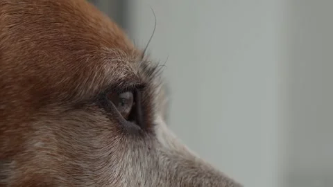 Dogs looks out the window at falling snow. Stock Footage 293227215