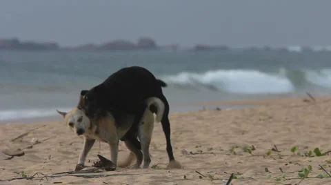 Dogs. Love 스톡 동영상 1092424