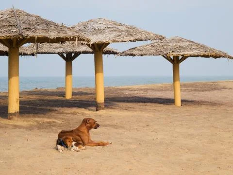 Dogs lying on the beach Stock Photos