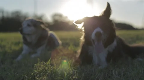Dogs Lying In Grass Field At Sunset 2 Stock Footage 46553602