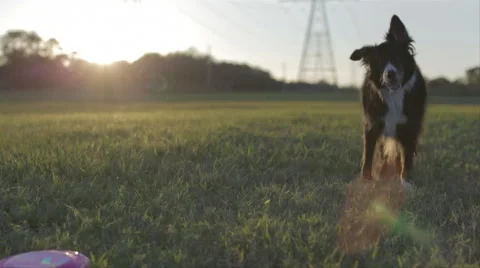 Dogs Lying In Grass Field At Sunset 7 Stock Footage 46553687