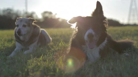 Dogs Lying In Grass Field At Sunset 3 Stock Footage 46554042