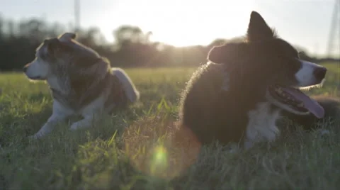 Dogs Lying In Grass Field At Sunset 4 Stock Footage 46554049