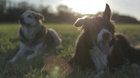 Dogs Lying In Grass Field At Sunset Stock Footage 46554482