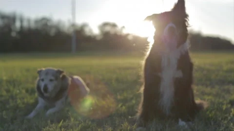 Dogs Lying In Grass Field At Sunset 5 Stock Footage 46555584