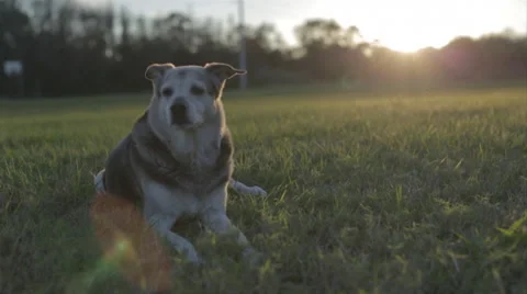 Dogs Lying In Grass Field At Sunset 6 Stock Footage 46555816