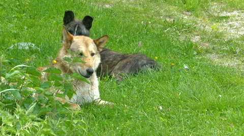 Dogs Lying in the Grass Stock Footage 56245526