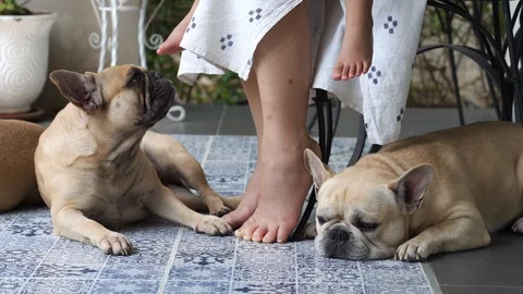 Dogs lying on ground with owner. Vídeo Stock 124814691