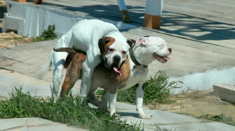 Dogs mating Stock Footage
