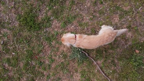 Dogs in the Meadow Stock Footage 247363525