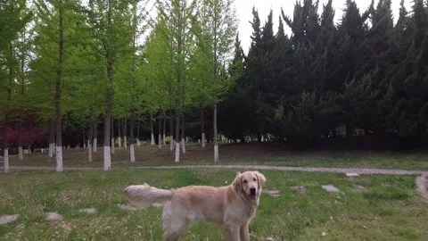 Dogs in the Meadow003 Stock Footage 247363514