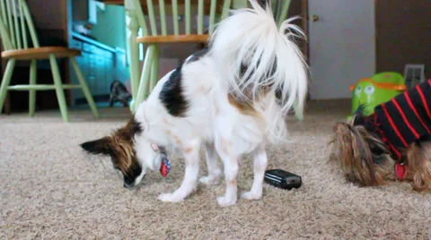 Dogs milling about Stock Footage 27729899