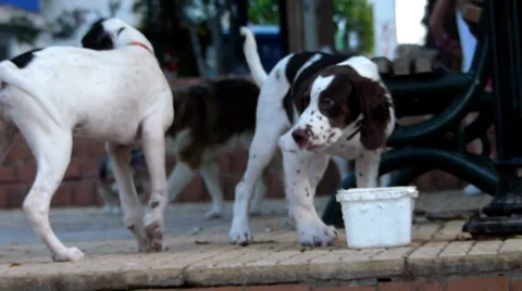 Dogs moments Stock Footage 38962491