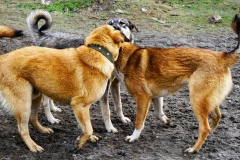 Dogs mongrels playing in the yard Stock Photos
