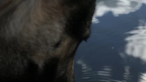Dog's muzzle close-up drinking water with a tongue drops from the lake Stock Footage 100242201