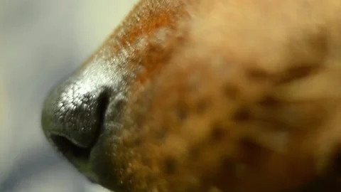 The dog's muzzle is close Stock Footage 165278522