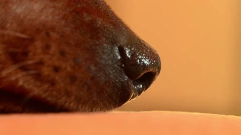 The dog's muzzle is close Stock Footage 166450510