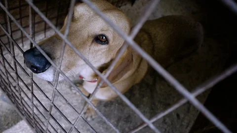 Dogs. Muzzle of dachshund wagging his tail behind bars of an animal shelter. HD Stock Footage 76957166