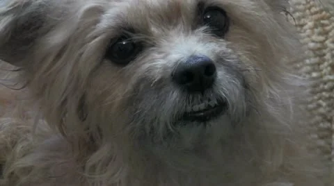 Dog's  muzzle Vídeo Stock 10900894