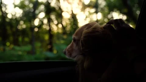 The dog's muzzle looks out of the window in the rays of sunlight. happy dog in Stock Footage 249900268