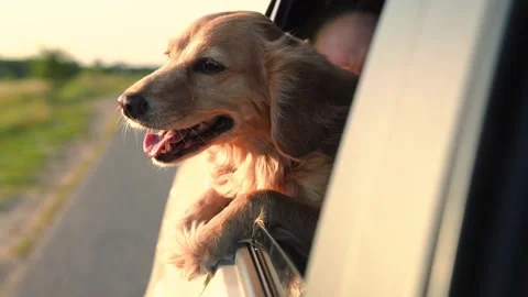 The dog's muzzle looks out of the window in the rays of sunlight. happy dog in Video stock 253894786