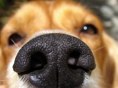 Dog's nose Stock Photos