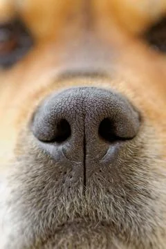 Dog's nose Stock Photos