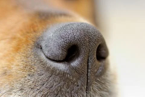 Dog's nose Stock Photos