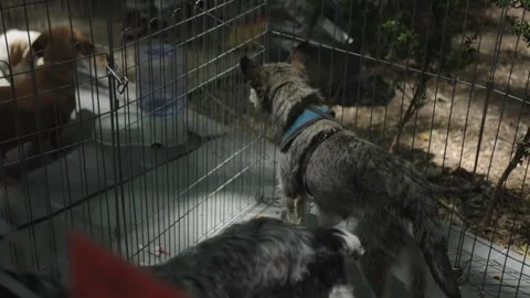 Dogs observing each other in adjacent enclosures Stock Footage 306462359