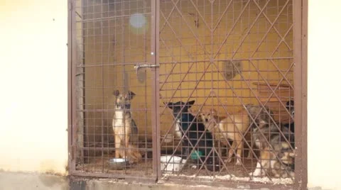 Dogs in an open-air cage Stock-Footage 8848845