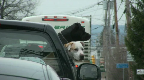 Dogs out window Stock Footage 360890