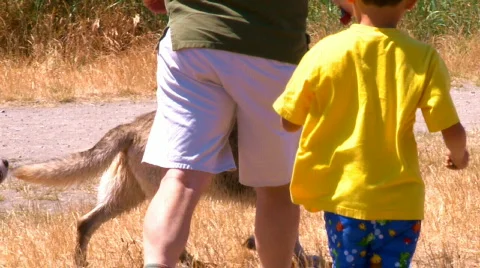Dogs outside with masters Stock Footage