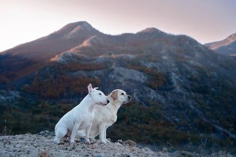 Dogs Overlooking Mountain Mist Stock Photos